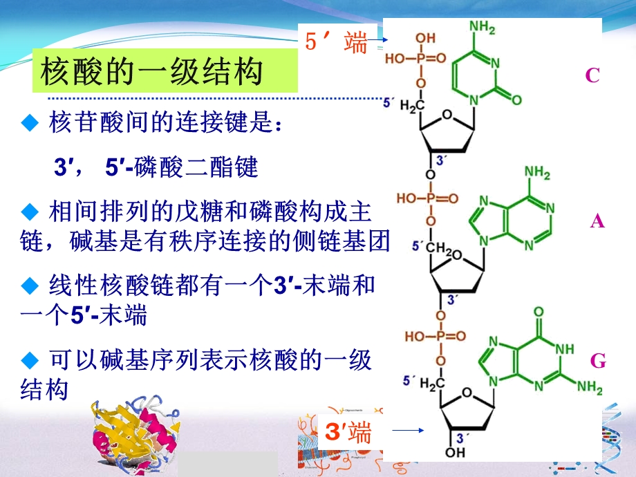 《核酸的结构》PPT课件.ppt_第3页