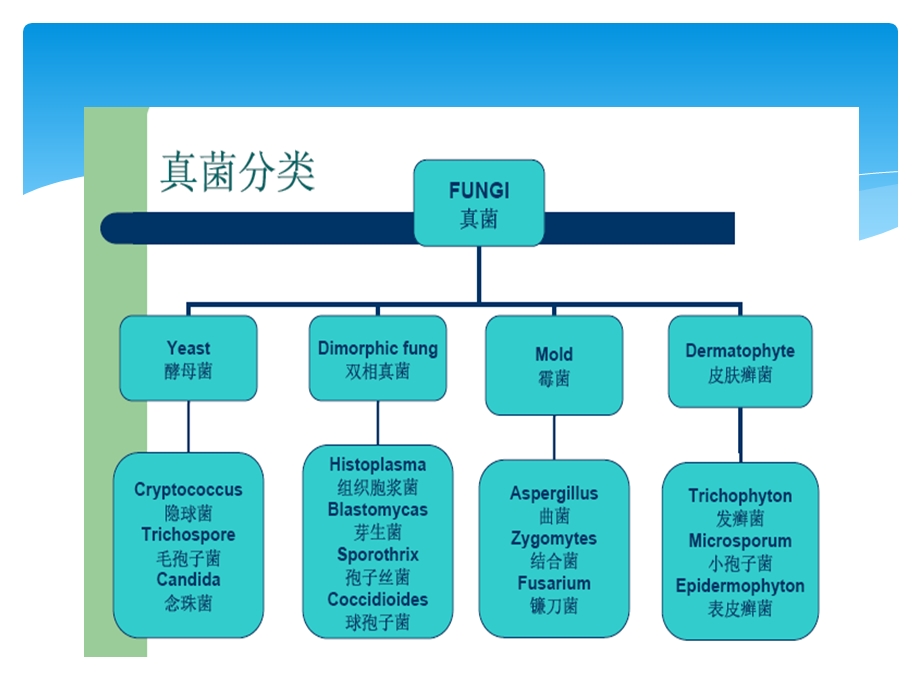 《肺部真菌感染》PPT课件.ppt_第2页