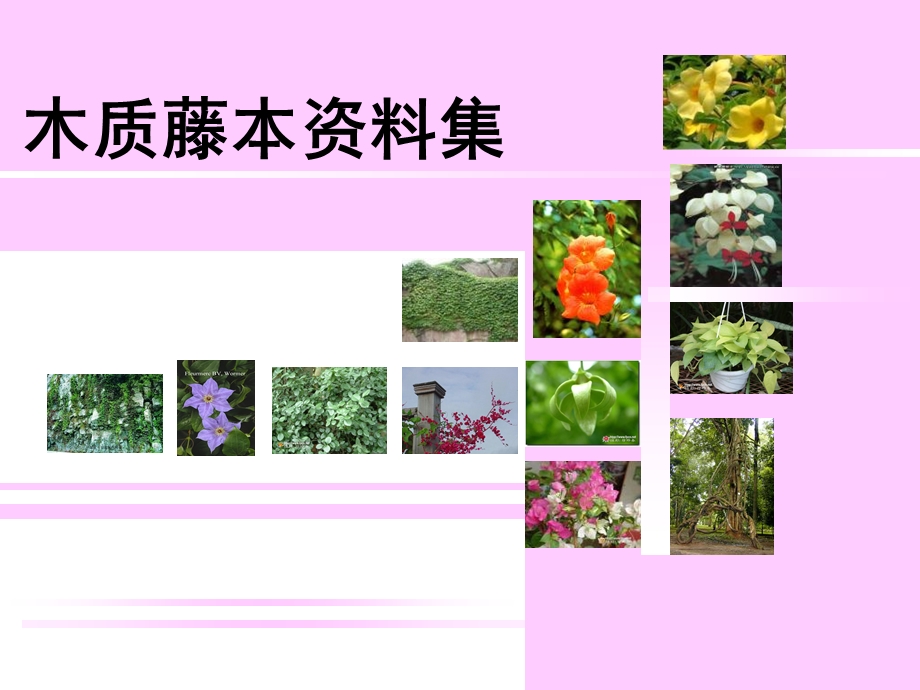 《木质藤本学习》PPT课件.ppt_第1页