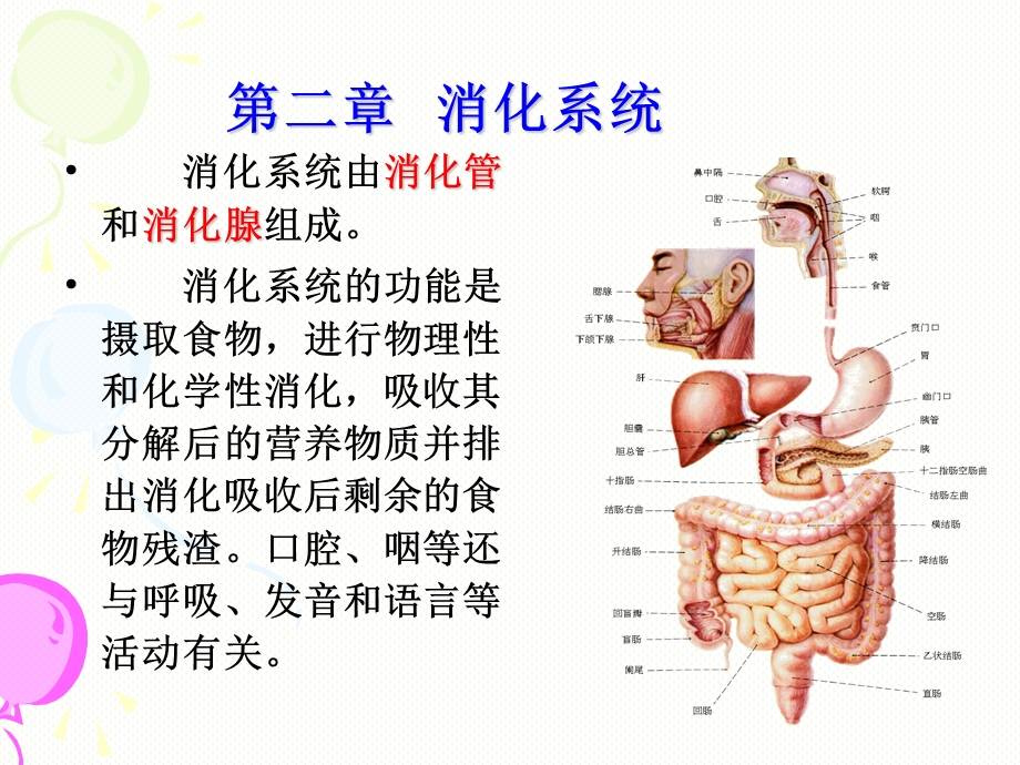 《消化系统解剖》PPT课件.ppt_第1页