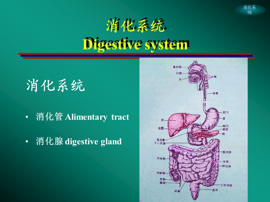 消化系统影像学.ppt_第2页