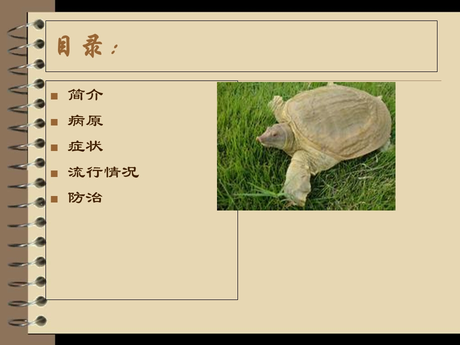 《甲鱼红斑病的介绍》PPT课件.ppt_第2页