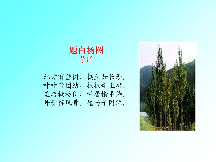 《白杨礼赞搜集》PPT课件.ppt_第3页