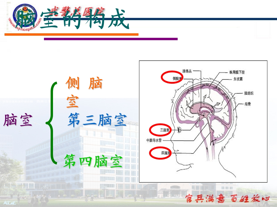 《脑室系统解剖》PPT课件.ppt_第2页