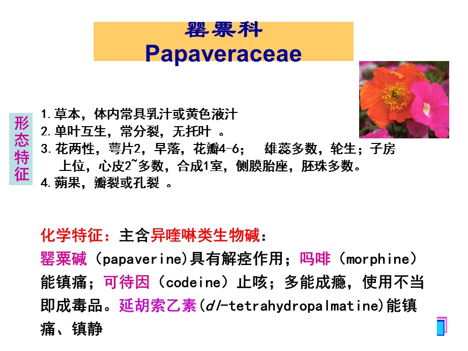 《生药学罂票科》PPT课件.ppt_第1页