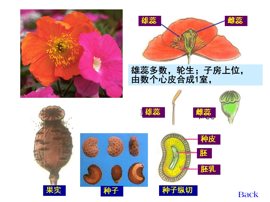 《生药学罂票科》PPT课件.ppt_第2页