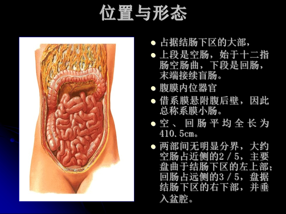 《空肠与回肠》PPT课件.ppt_第2页