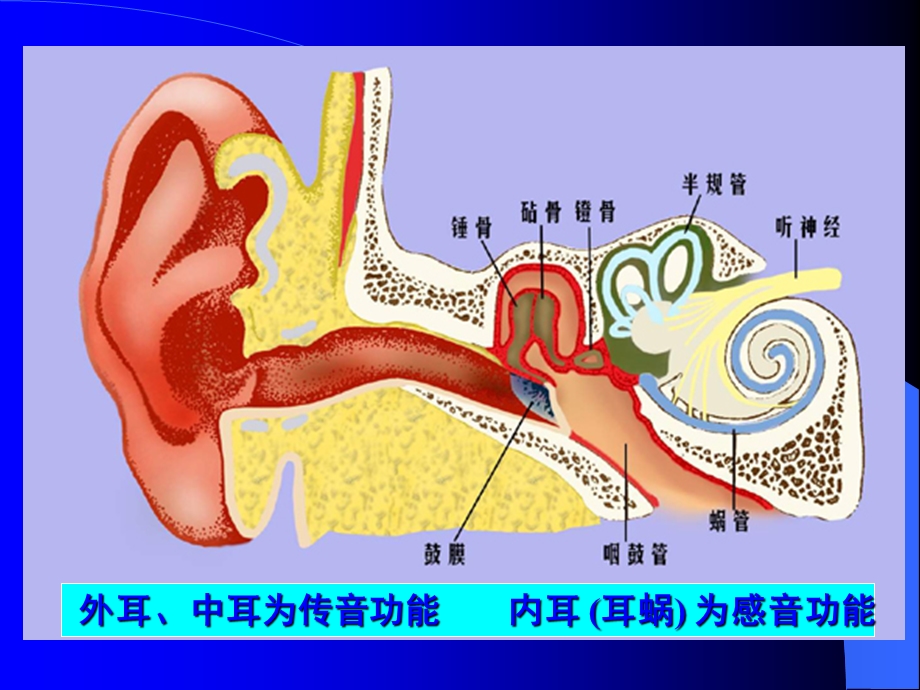 中国医科大学生理学093听觉器官.ppt_第2页