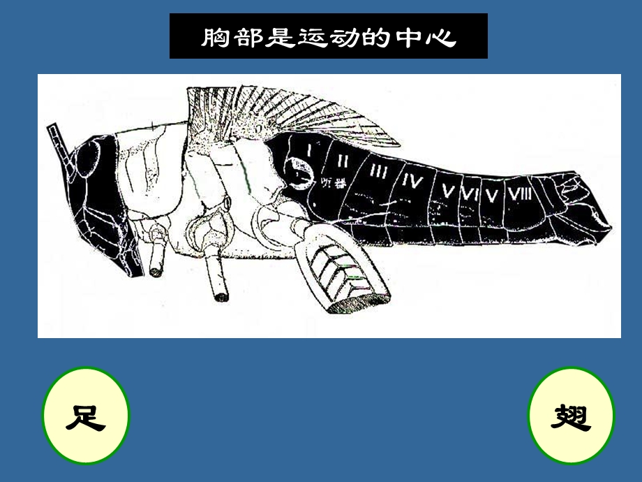 《昆虫外部形态》PPT课件.ppt_第1页