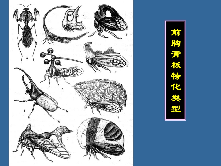 《昆虫外部形态》PPT课件.ppt_第3页