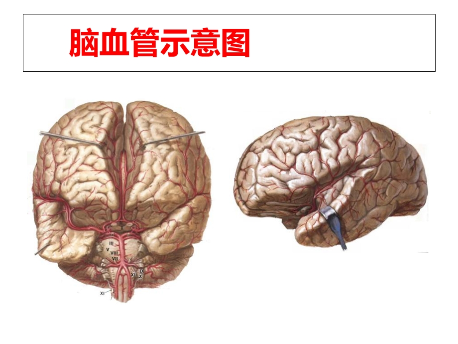 《经颅磁治疗仪》PPT课件.ppt_第2页