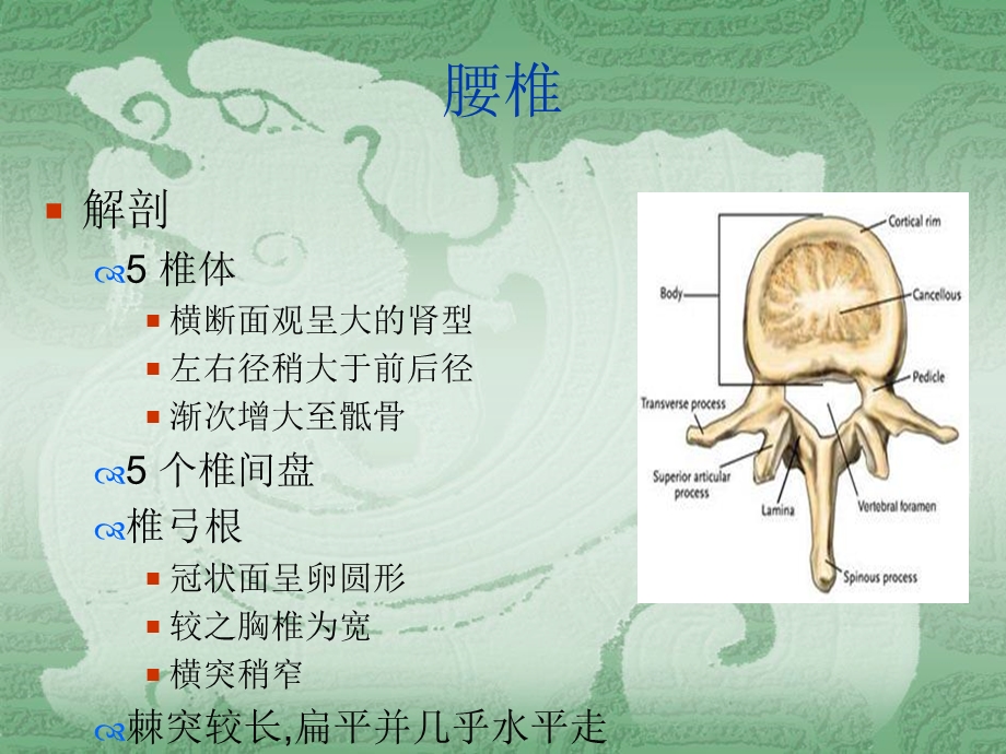 《胸腰椎病理》PPT课件.ppt_第2页