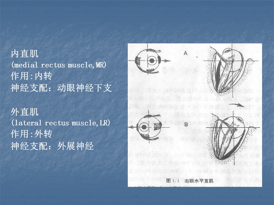 医学课件眼球运动检查与诊断.ppt_第3页