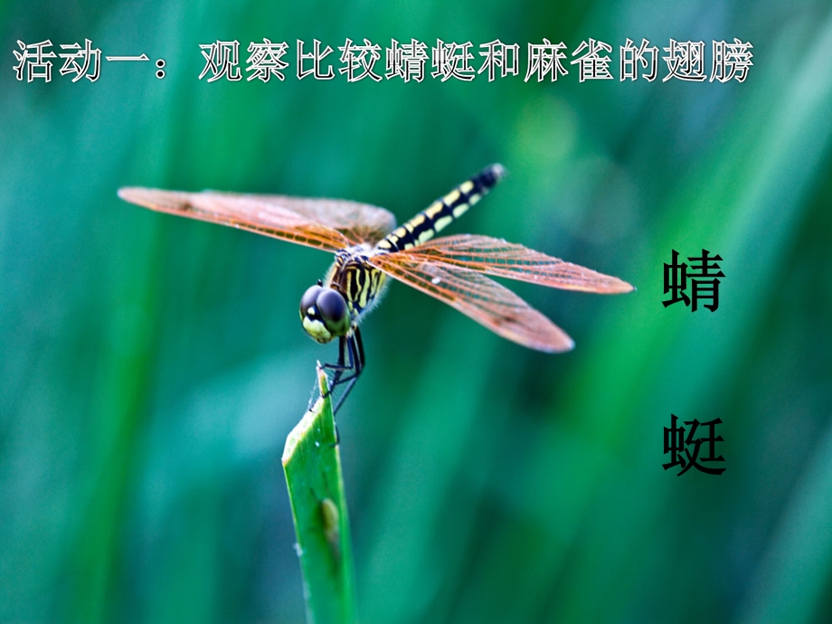 三年级下册科学课件8 蜻蜓与麻雀｜粤科版 (共17张PPT).ppt_第2页