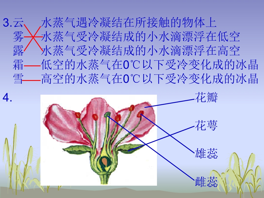 三年级下册科学课件期末分类复习连线读图 教科版 (共10张PPT).ppt_第3页