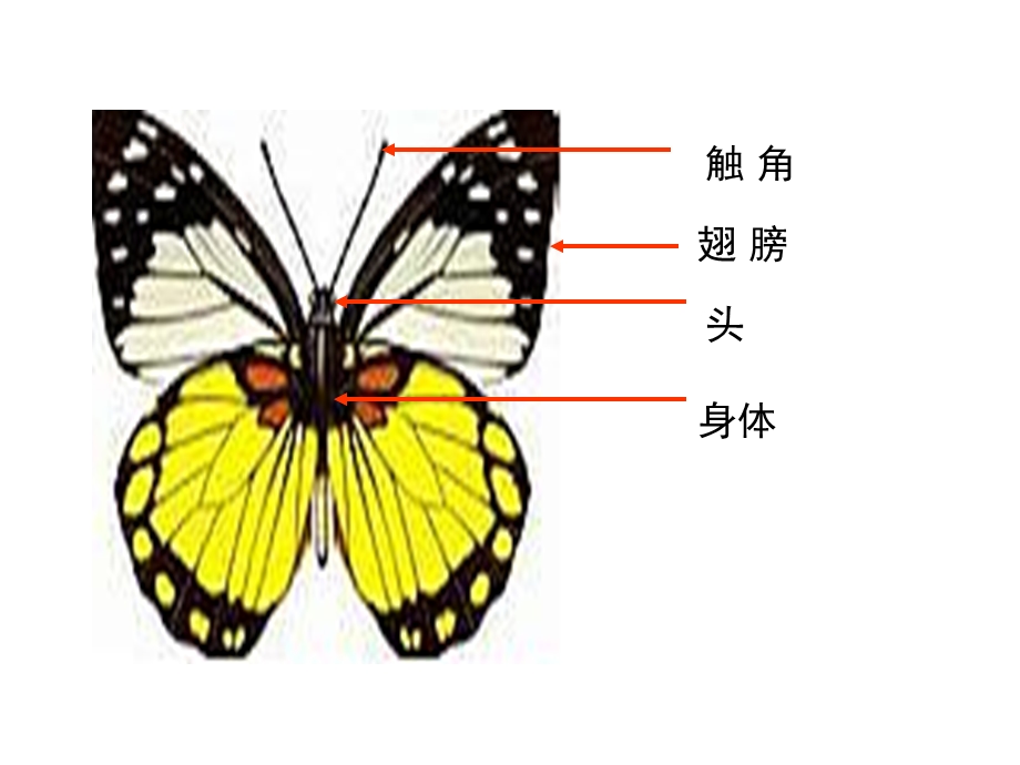 一年级上册美术课件蝴蝶飞呀飞冀教版 (共13张PPT)教学文档.ppt_第2页