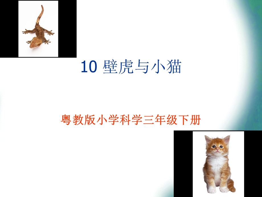 三年级下册科学课件10 壁虎与小猫｜ (共14张PPT).ppt_第1页
