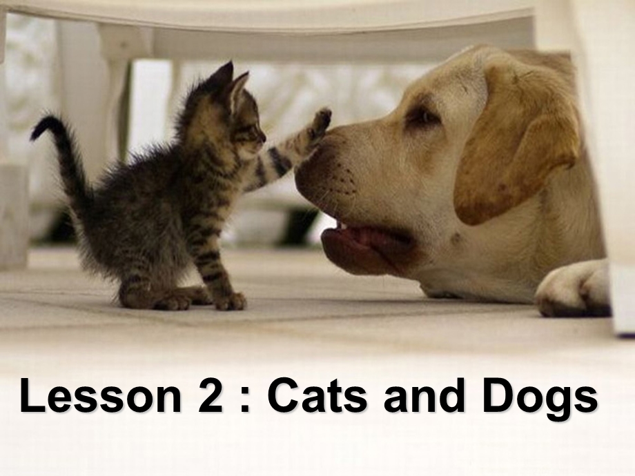 三年级下册英语课件－Lesson 2 Cats and Dogs｜冀教版三起 (共29张PPT).ppt_第1页