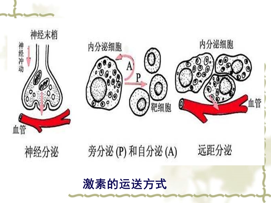 11第十一章内分泌精选文档精选文档.ppt_第3页