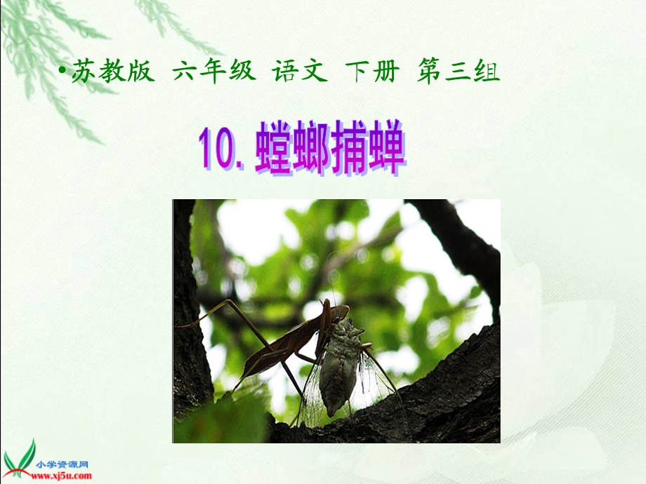 10螳螂捕蝉课件(8)[精选文档].ppt_第1页