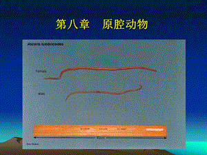 医学课件第八原腔动物.ppt