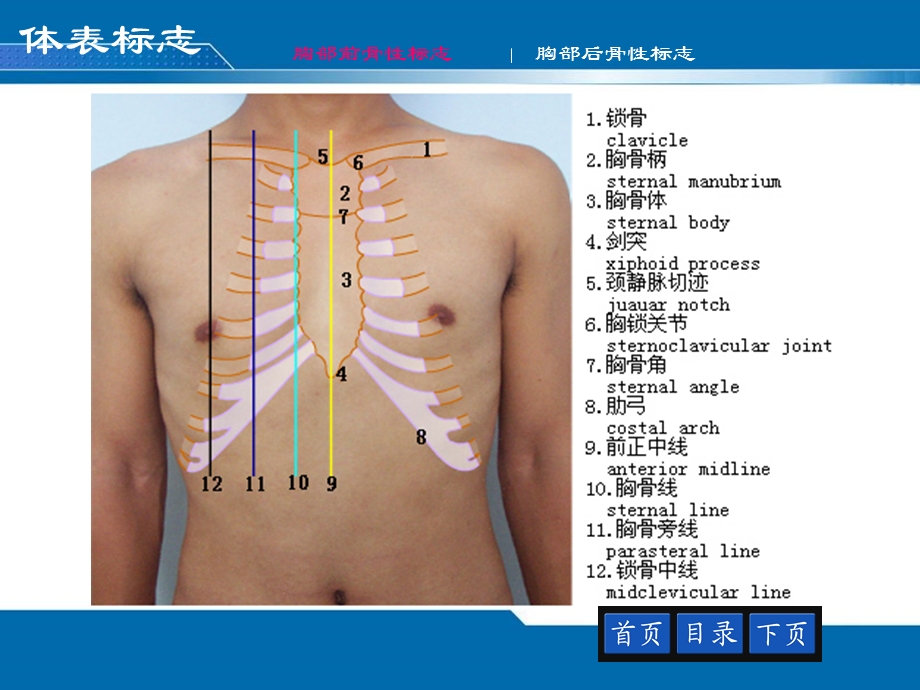 12胸部评估——肺与胸膜PPT文档.ppt_第2页