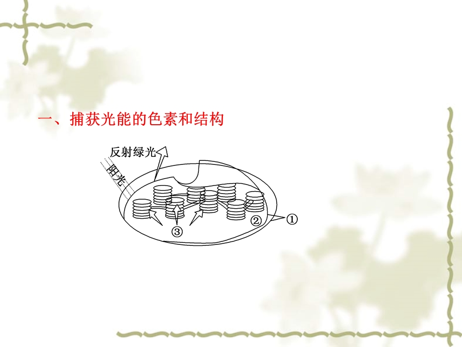 一捕获光能的色素和结构.ppt_第3页