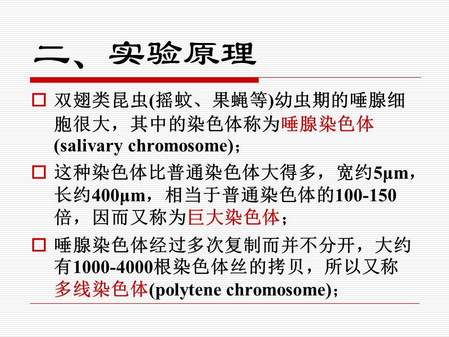 遗传学实验果蝇唾腺染色体.ppt_第3页