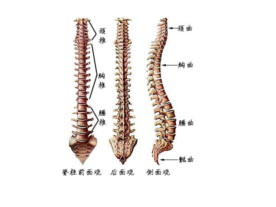 《脊柱腰段解剖》PPT课件.ppt_第2页