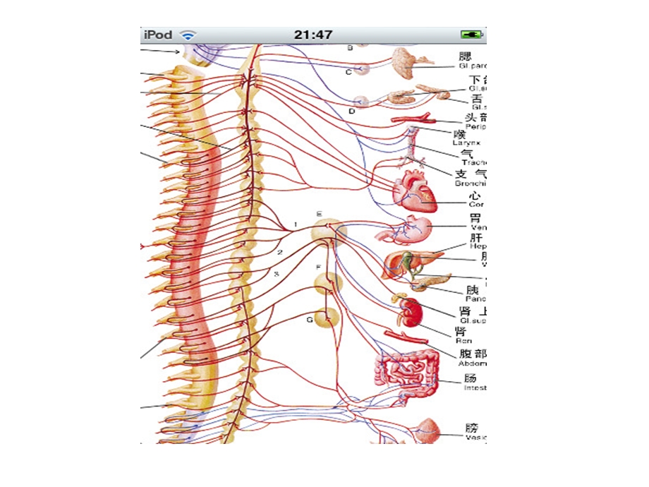 《脊柱腰段解剖》PPT课件.ppt_第3页