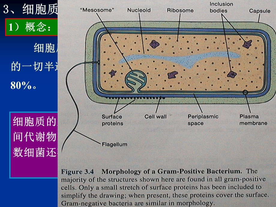 《结构与功能》PPT课件.ppt_第1页