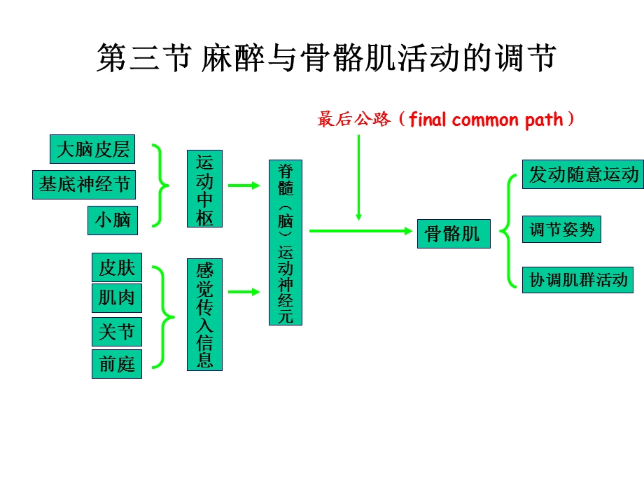 《麻醉与运动》PPT课件.ppt_第1页