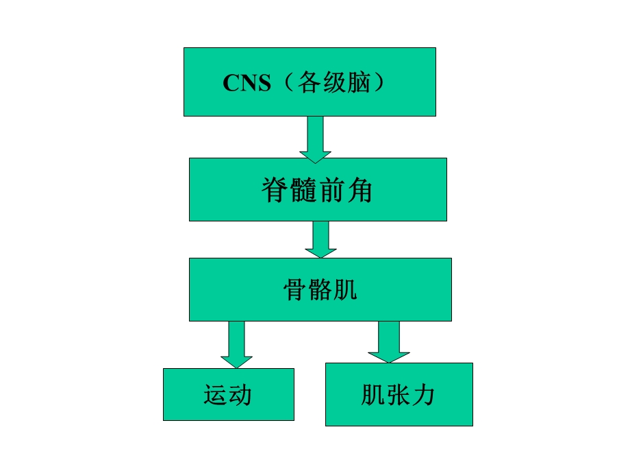 《麻醉与运动》PPT课件.ppt_第2页