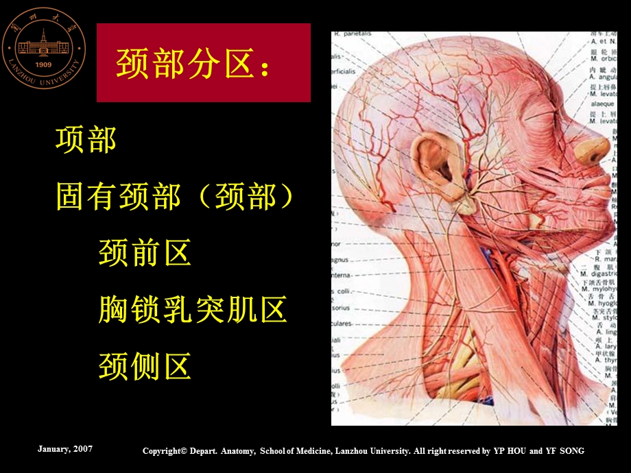 《颈部解剖》PPT课件.ppt_第3页