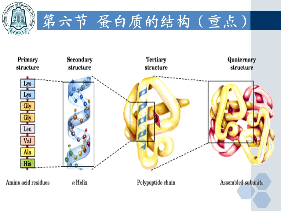 《蛋白质化学下》PPT课件.ppt_第3页