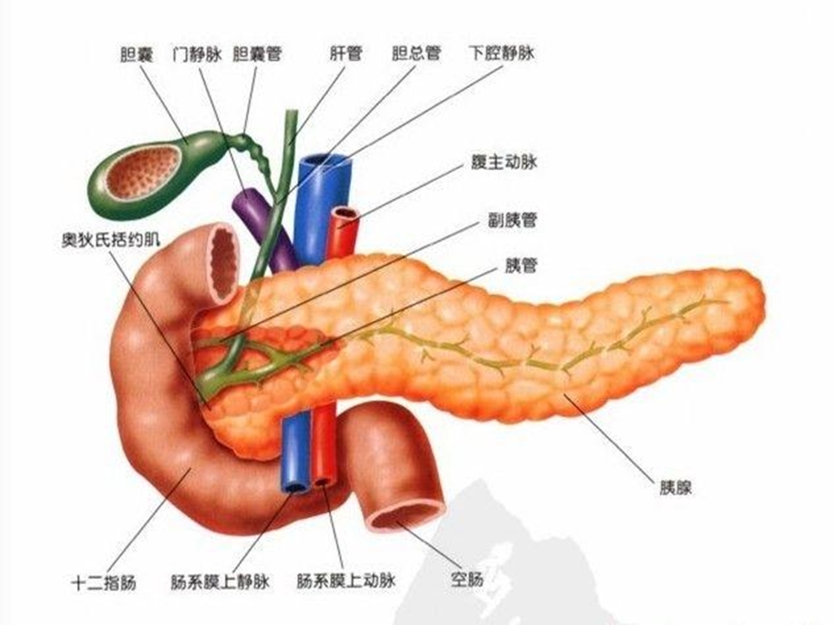 《重症胰腺炎》PPT课件.ppt_第2页