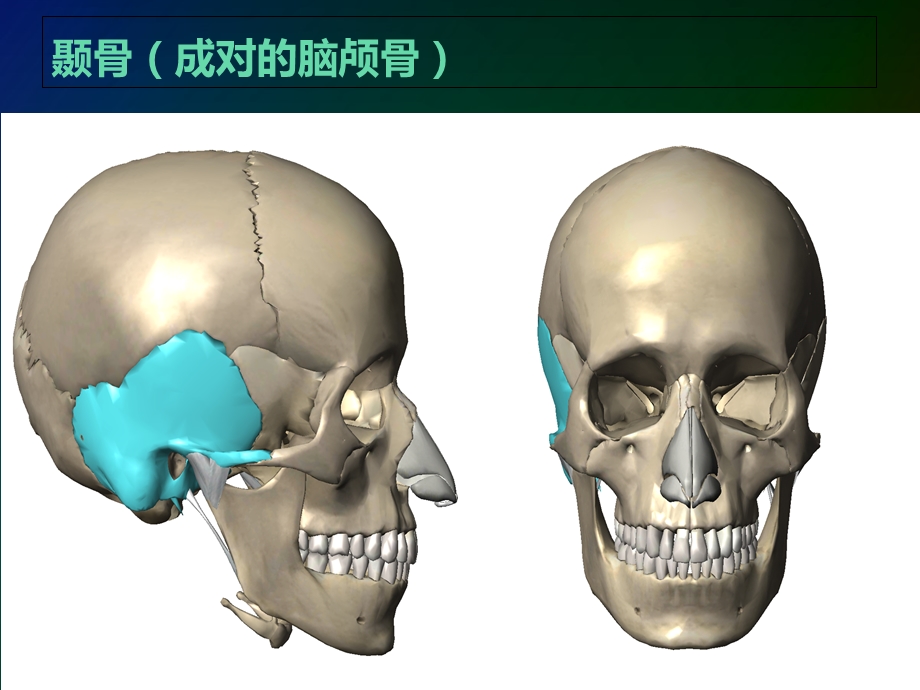 《颅骨3D解剖》PPT课件.ppt_第2页