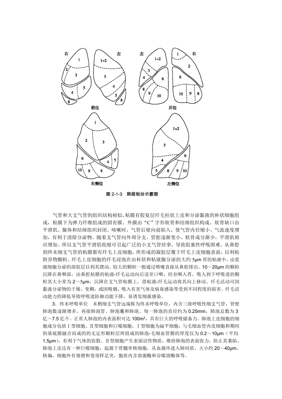 呼吸系统结构与功能特点.doc_第2页