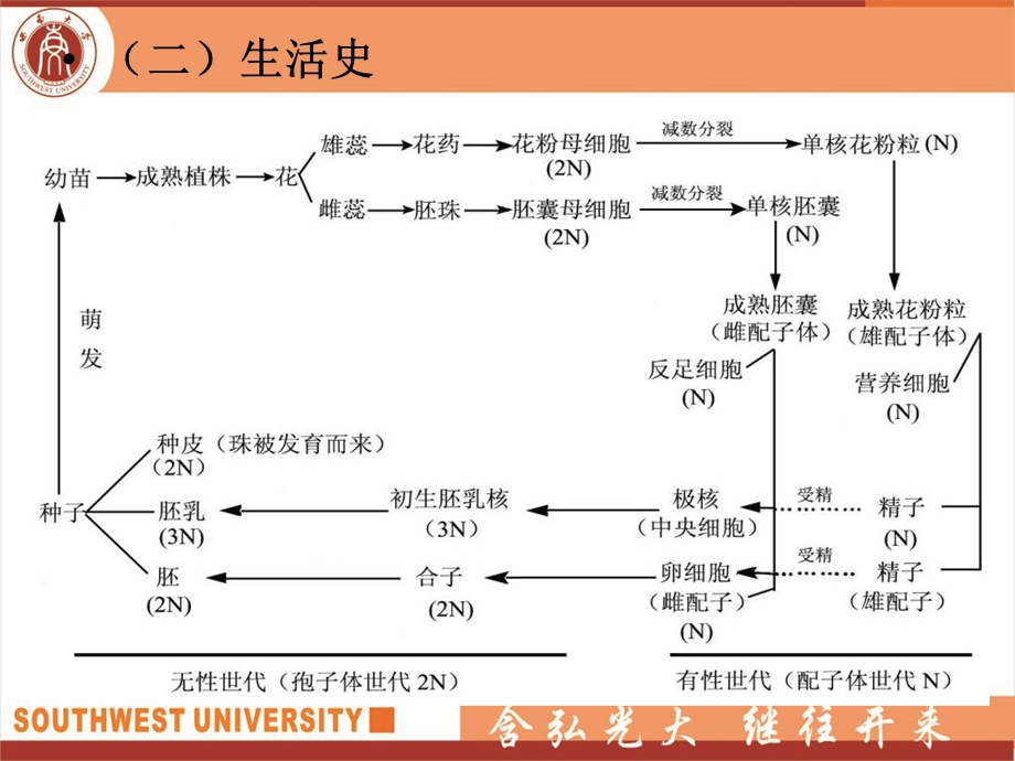 《观赏被子植物》PPT课件.ppt_第3页