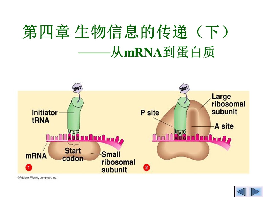 《mRNA到蛋白质》PPT课件.ppt_第1页