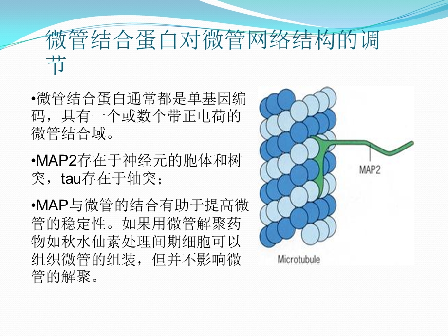 《微管及其应用》PPT课件.ppt_第1页