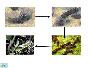 《蚕的生长变化》PPT课件.ppt