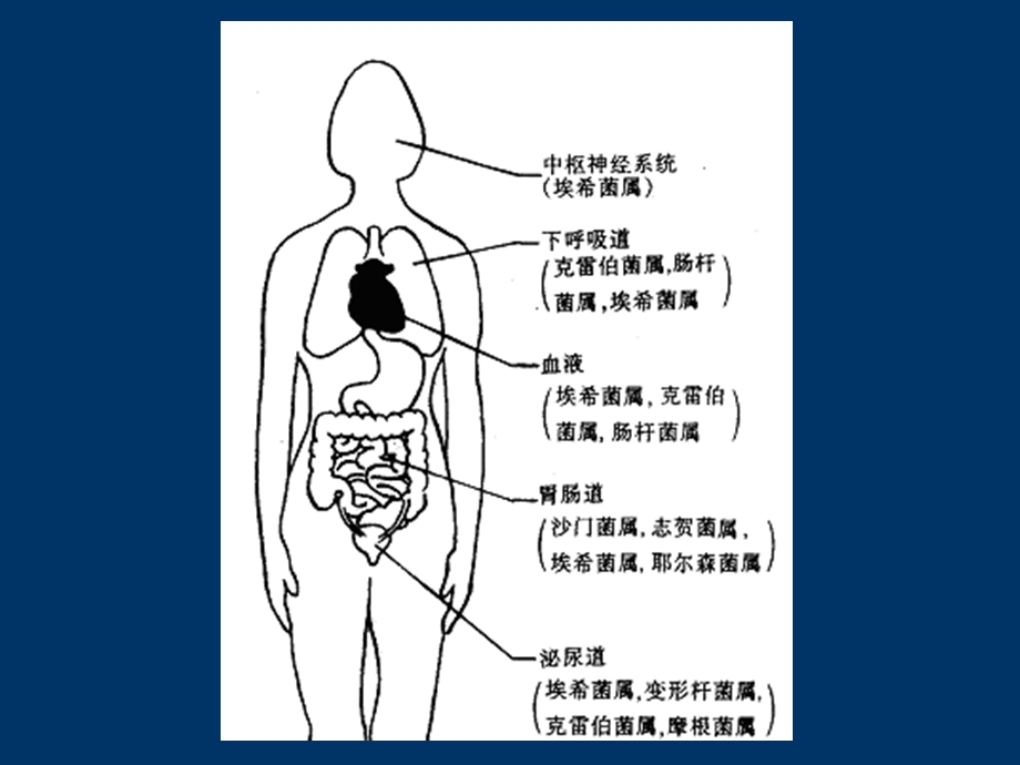 《肠道杆菌》PPT课件.ppt_第3页