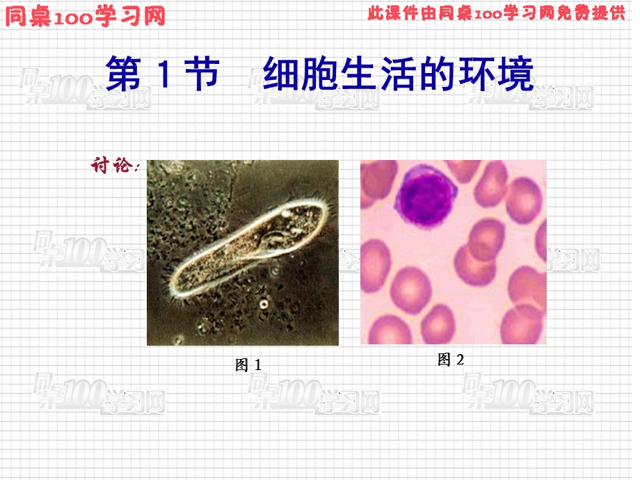 节细胞生活的环境课件.ppt_第2页