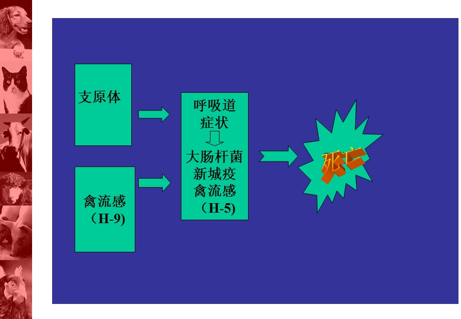 《鸡呼吸道病综合症》PPT课件.ppt_第2页