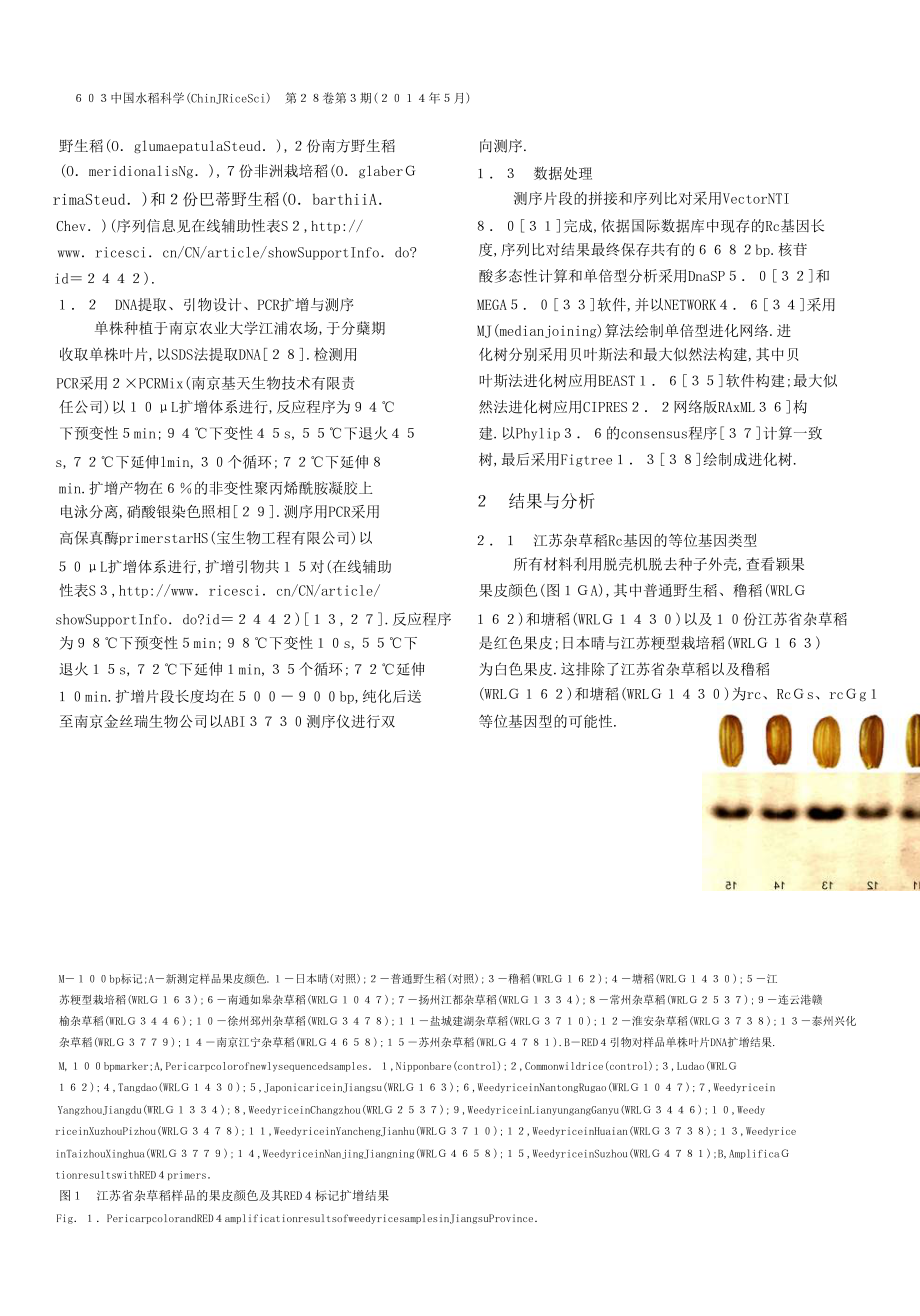 江苏省杂草稻Rc基因的单体型分析.doc_第3页