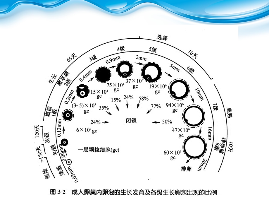 《卵泡的选择》PPT课件.ppt_第3页