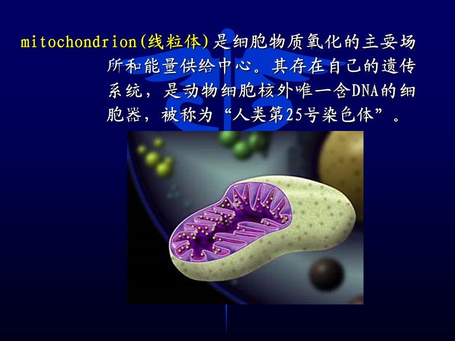 【教学课件】第六章线粒体遗传病.ppt_第2页