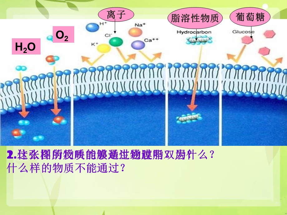 第三节物质跨膜运输的方式林佩得2501113.ppt_第2页