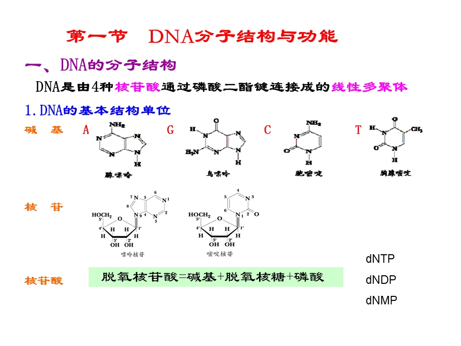 【教学课件】第三章DNA多态性分析基础.ppt_第3页